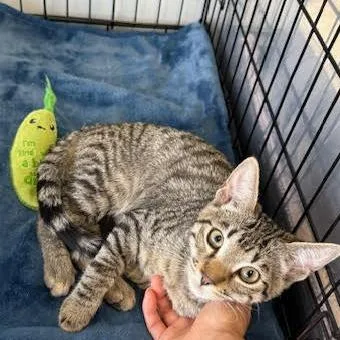 Chickpea thumbnail 3