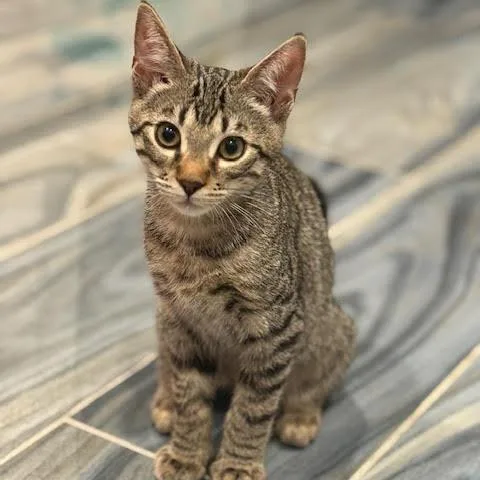 Chickpea thumbnail 4