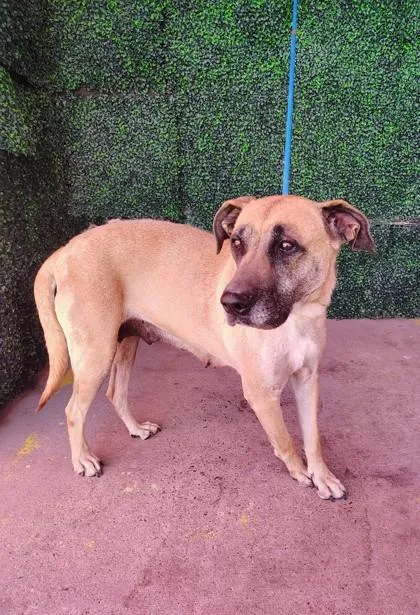 A baby large-sized female Brown / Chocolate German Shepherd Dog dog named 60940455 for adoption in El Paso, TX