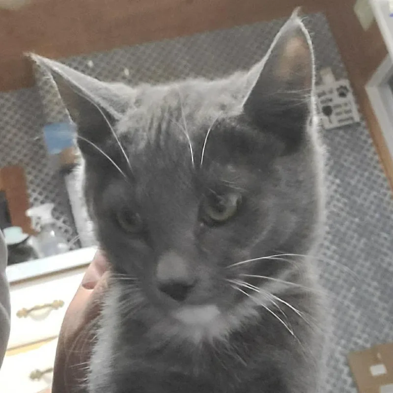 A baby small-sized male Gray / Blue / Silver Domestic Short Hair cat named Dustin for adoption in Hemet, CA