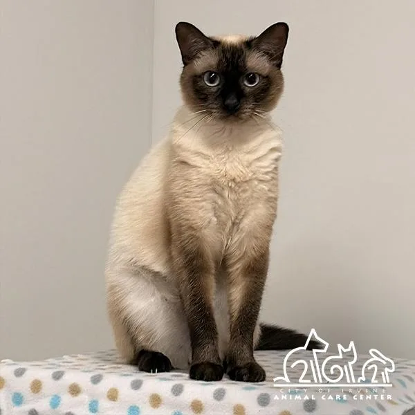 A young medium-sized female Siamese cat named Becky for adoption in Irvine, CA