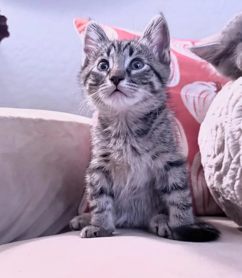 A baby medium-sized male Domestic Long Hair cat named Rocky for adoption in Chandler, AZ