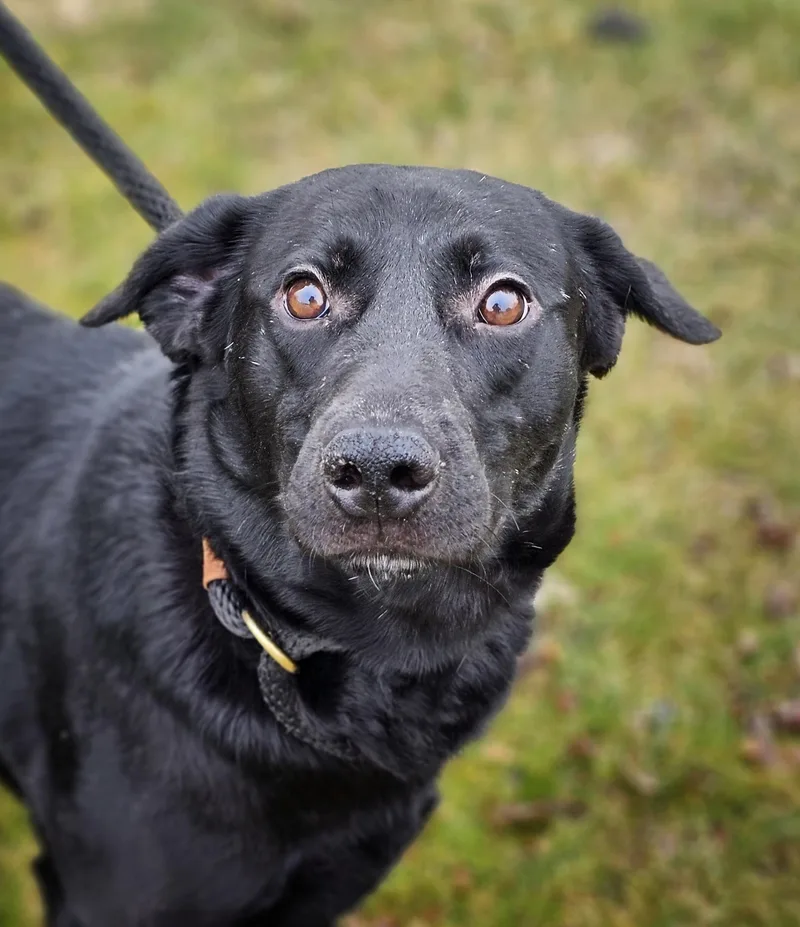 Hashbrown thumbnail 3