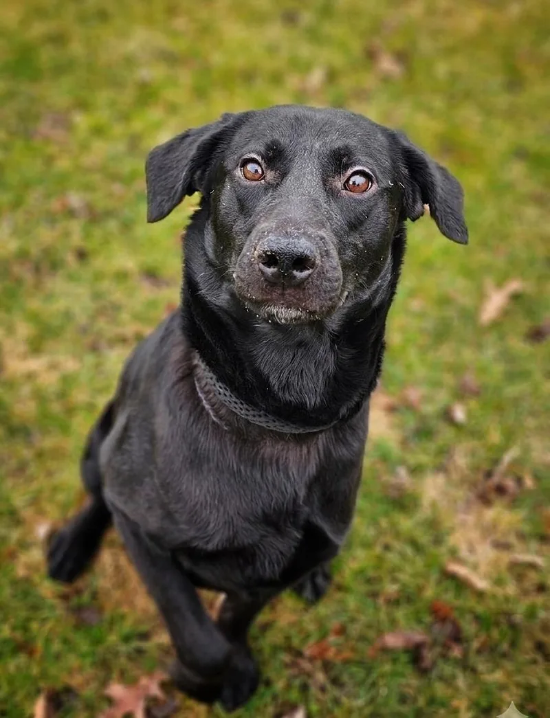 A young medium-sized male Black Labrador Retriever dog named Hashbrown for adoption in Bay City, MI