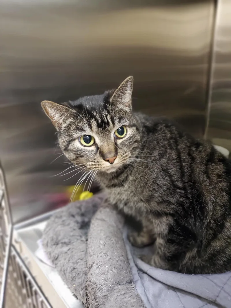 A senior large-sized female Tabby (Brown / Chocolate) Domestic Short Hair cat named Hennessy for adoption in Chambersburg, PA