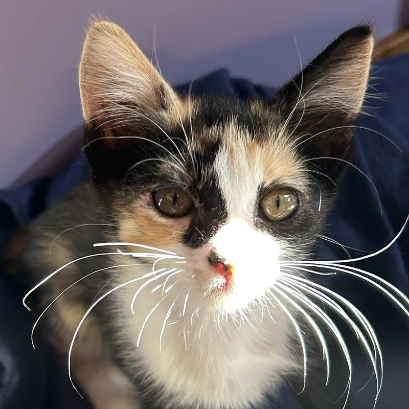 A baby medium-sized female Calico cat named Medli for adoption in Pasco, WA