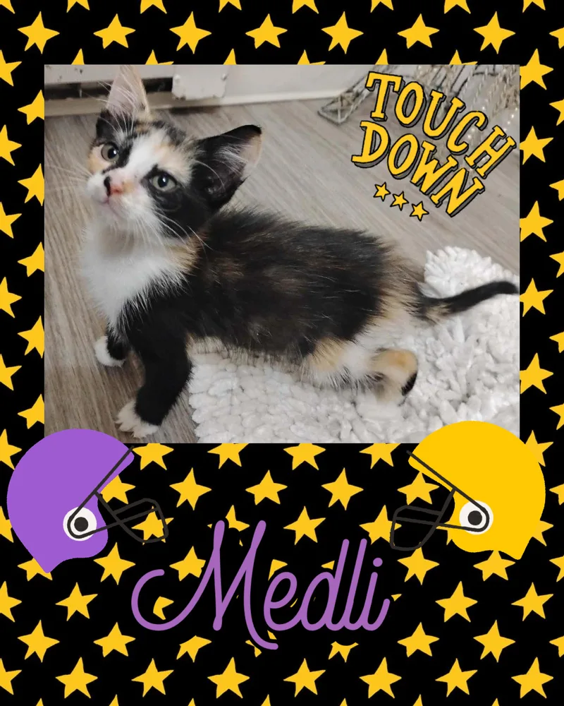 Medli thumbnail 4