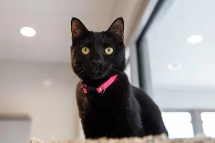 A young medium-sized female Domestic Short Hair cat named Elphaba for adoption in Ringoes, NJ