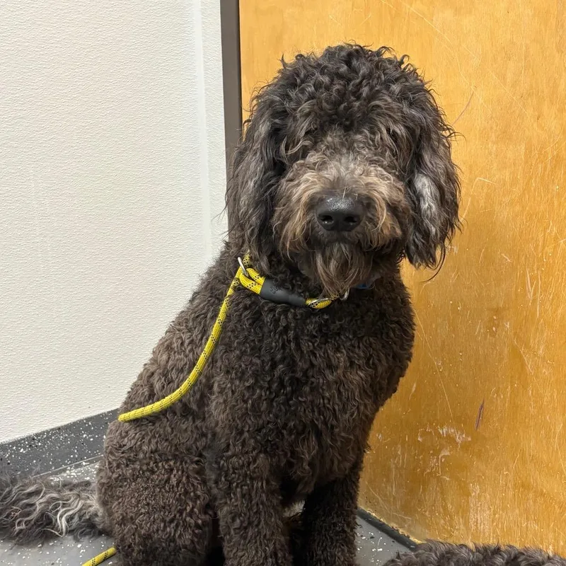 An adult large-sized male Black Mixed Breed dog named Night for adoption in Columbiana, AL