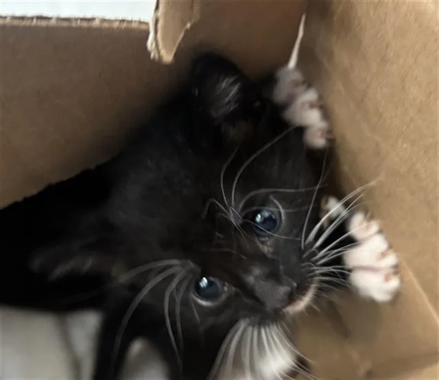 A baby medium-sized male Domestic Short Hair cat named Hunter for adoption in Dallas, TX