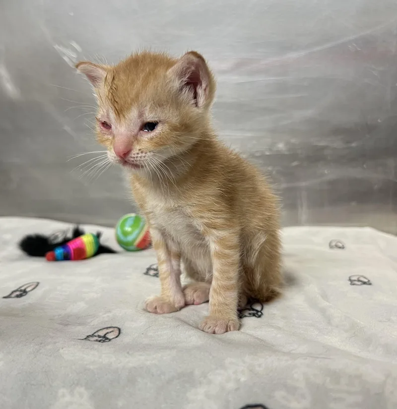 A young medium-sized male Orange & White Domestic Short Hair cat named Creamsicle for adoption in Gaithersburg, MD