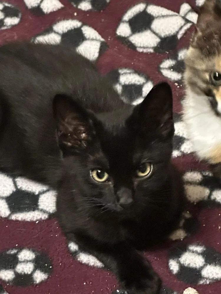 A baby small-sized male Domestic Short Hair cat named Leonardo Defuzzy for adoption in Dallas, TX