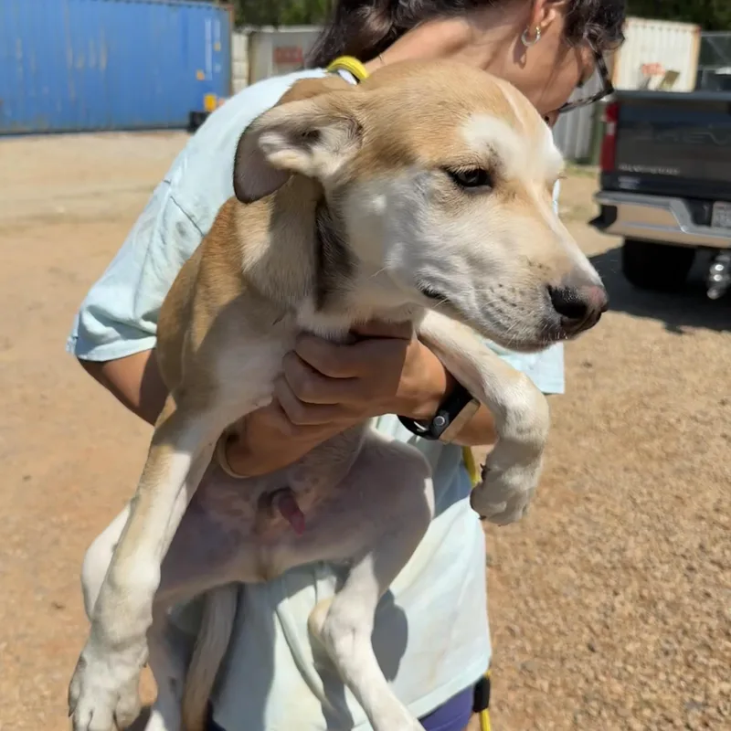 Parrot Head thumbnail 2