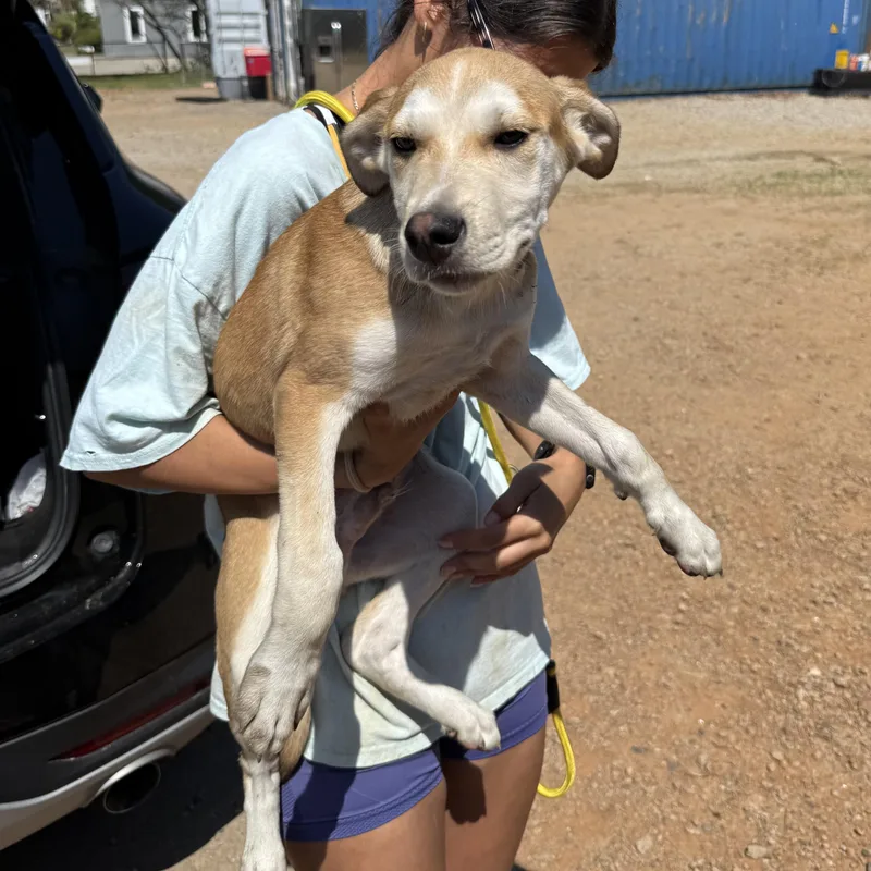 Parrot Head thumbnail 3