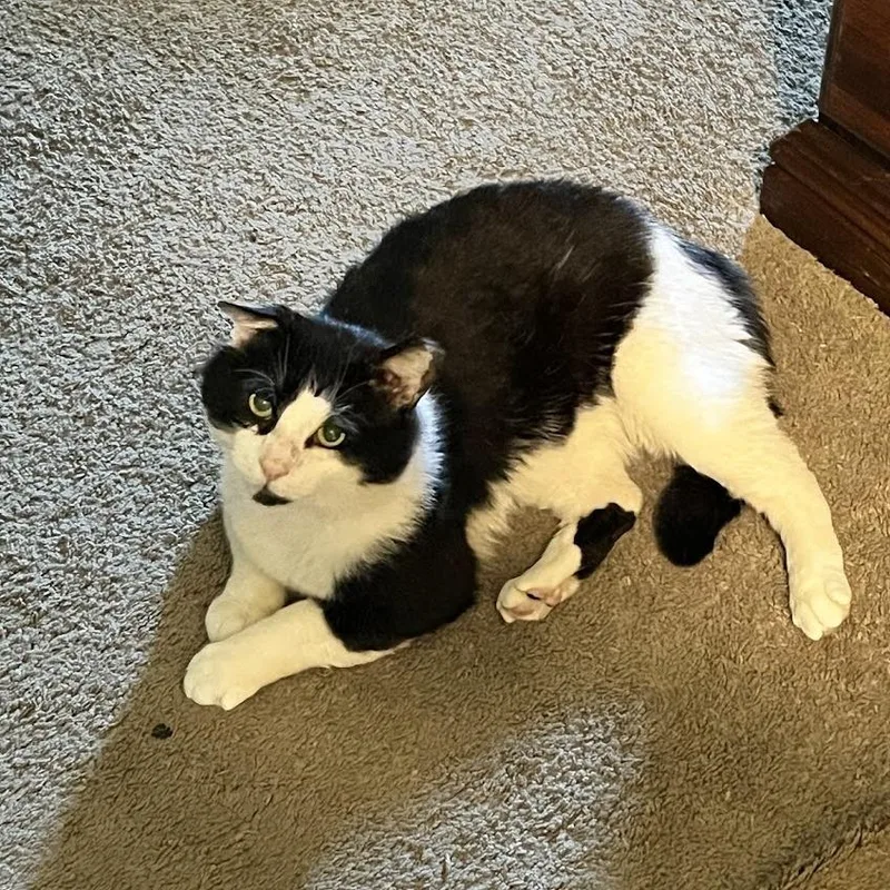 An adult large-sized male Black Domestic Short Hair cat named Louie for adoption in Baltimore, MD