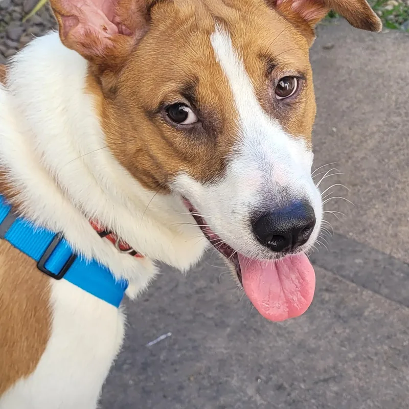A young medium-sized male White / Cream Jack Russell Terrier dog named Snoopy for adoption in Benton, PA