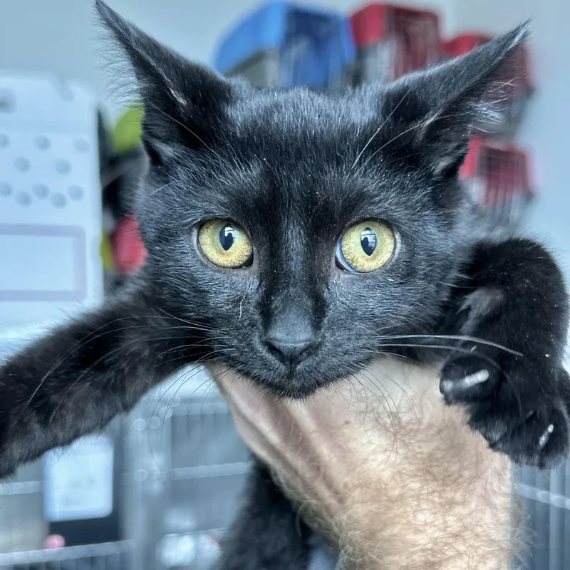 A baby small-sized male Black Domestic Short Hair cat named Gatorade for adoption in Matteson, IL