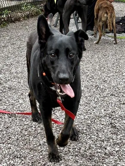 An adult large-sized female Shepherd dog named Baylynn for adoption in Cincinnati, OH