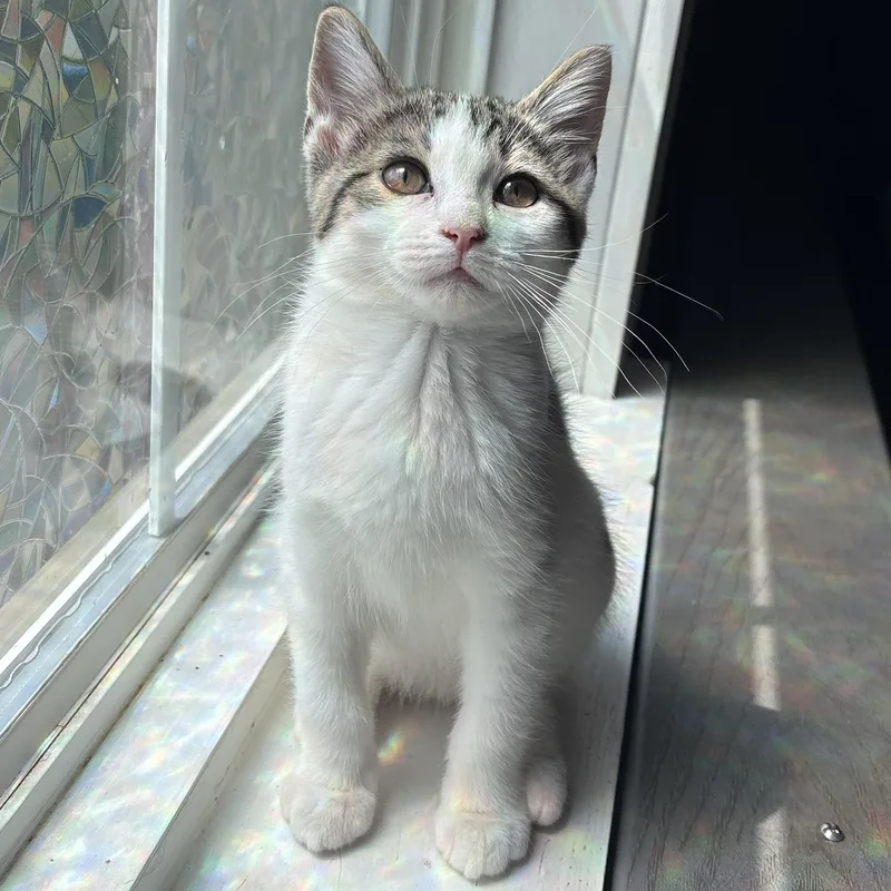 A baby small-sized male Tabby (Buff / Tan / Fawn) Domestic Short Hair cat named Boq for adoption in Asheville, NC