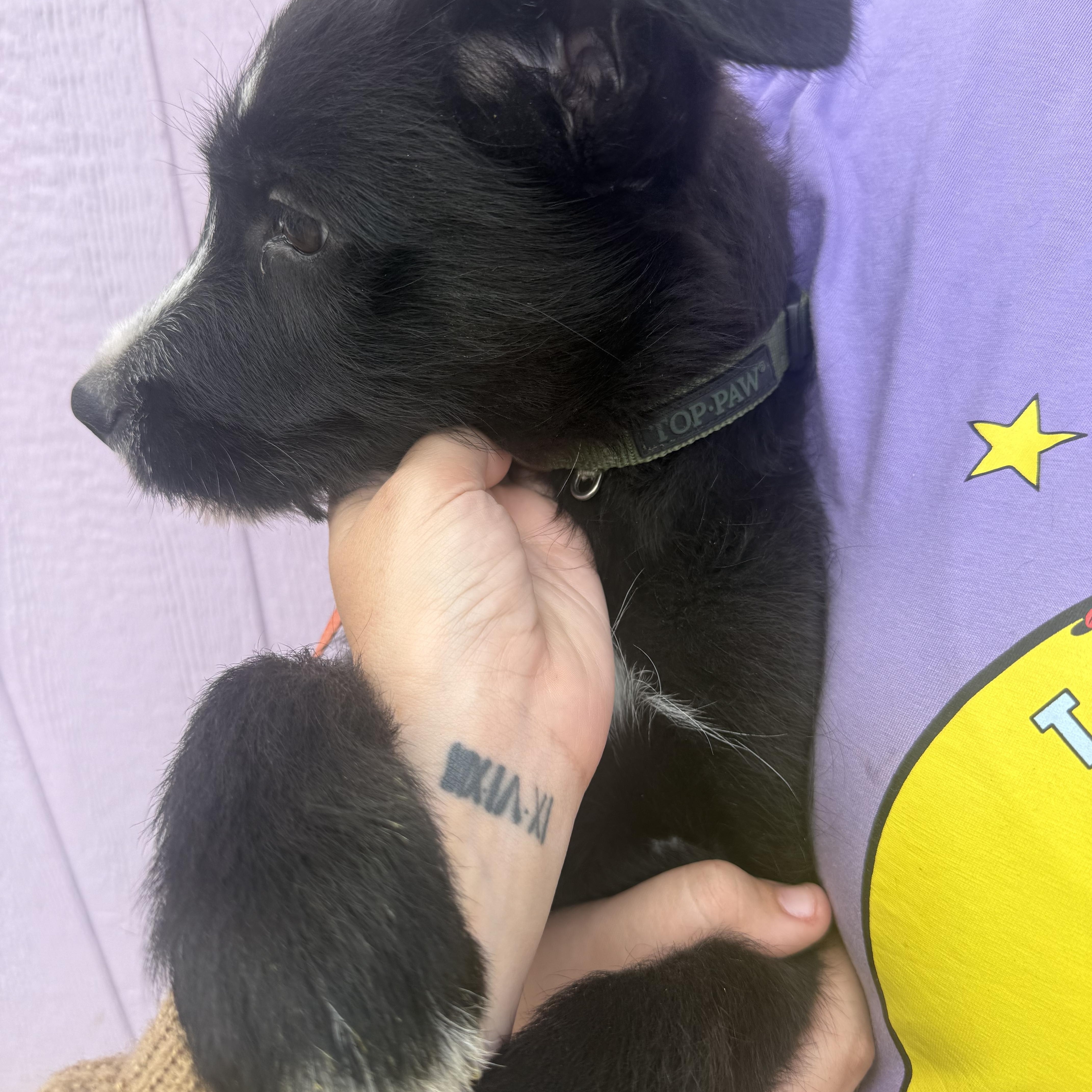 A baby medium-sized male Wirehaired Terrier dog named Loki for adoption in Spring, TX