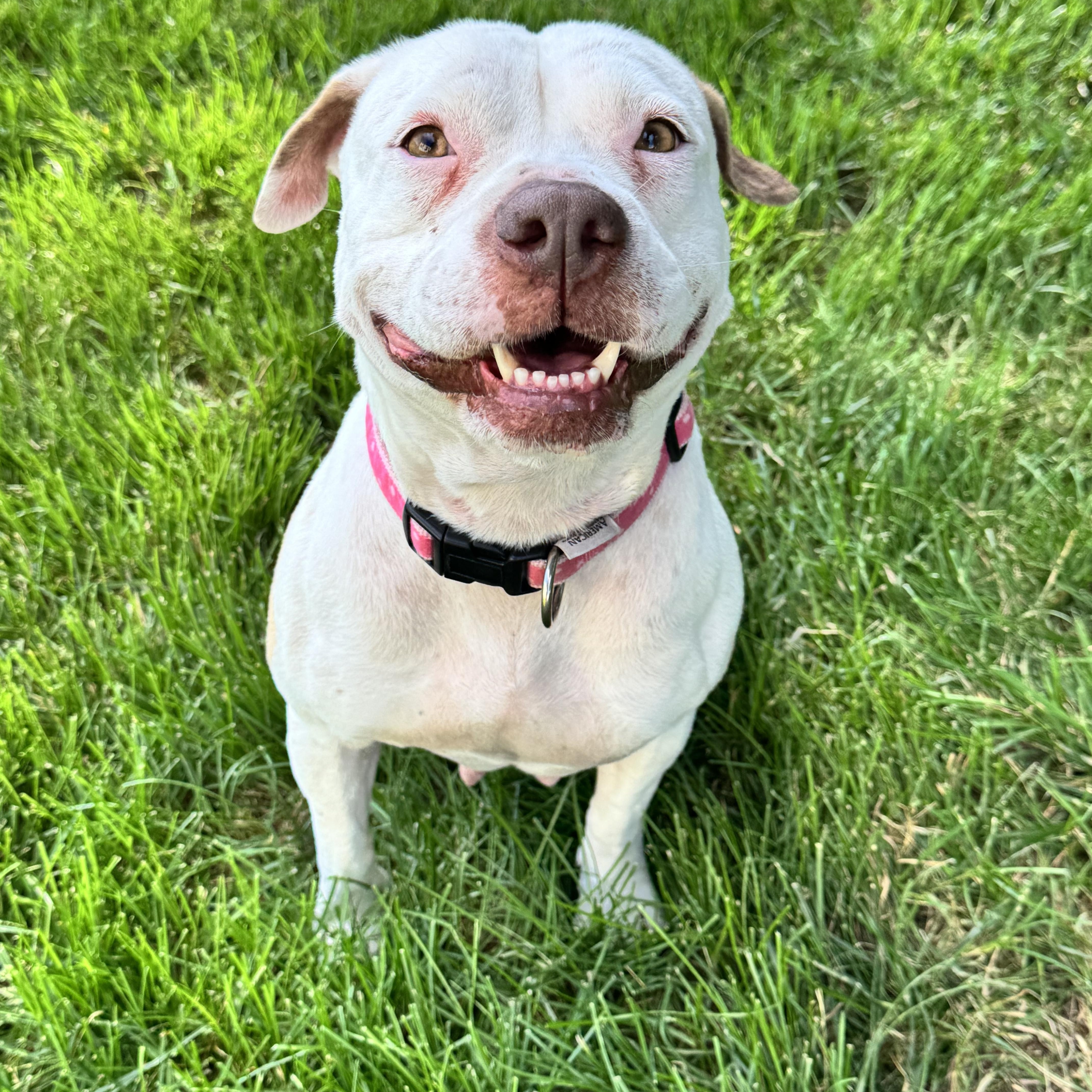 An adult medium-sized female Pit Bull Terrier dog named Baby for adoption in Gainesville, VA