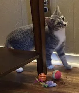 A baby large-sized female Gray & White Domestic Short Hair cat named Zinnia J for adoption in Lemoyne, PA