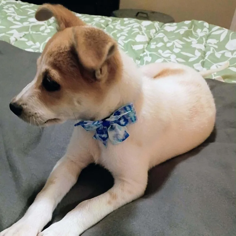 A baby small-sized male Terrier dog named Walter for adoption in Antioch, CA