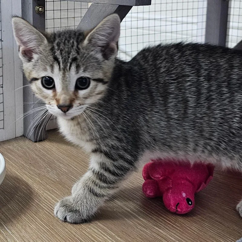 A baby medium-sized female Tabby (Brown / Chocolate) Domestic Short Hair cat named Oxford for adoption in Toledo, OH