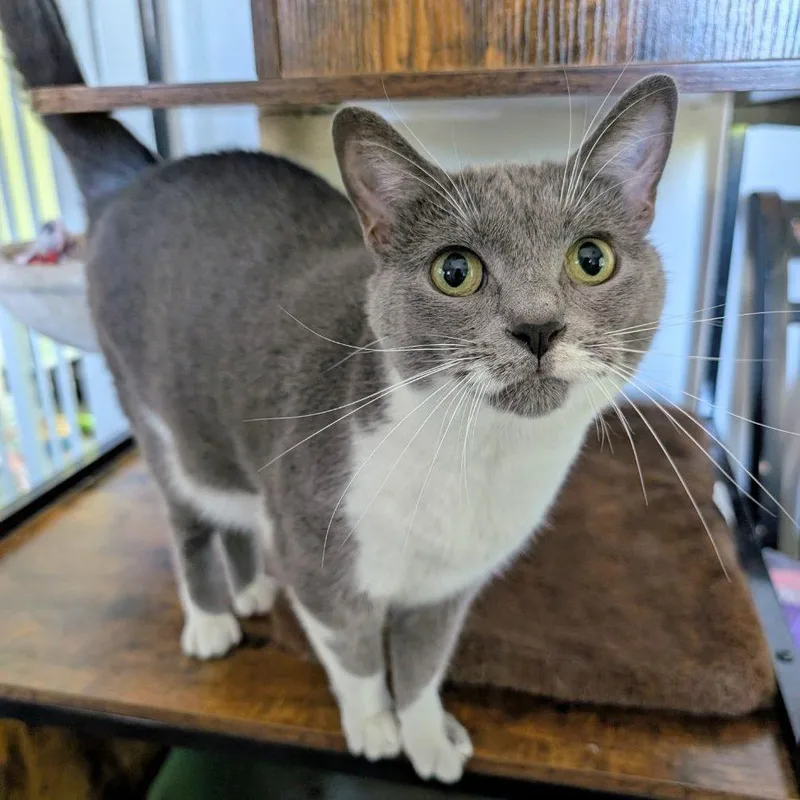 An adult large-sized female Domestic Short Hair cat named Storm for adoption in Goshen, IN