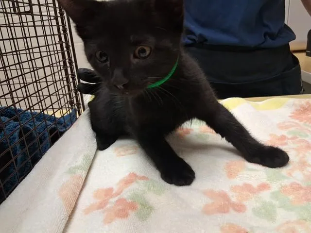 A baby small-sized male Domestic Short Hair cat named Scar for adoption in Colorado Springs, CO