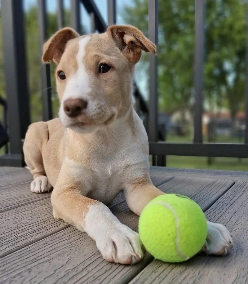 A young medium-sized female Labrador Retriever dog named Honey for adoption in Cottage Grove, MN