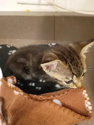 A baby small-sized female Domestic Short Hair cat named Maple Tree for adoption in Atlanta, GA