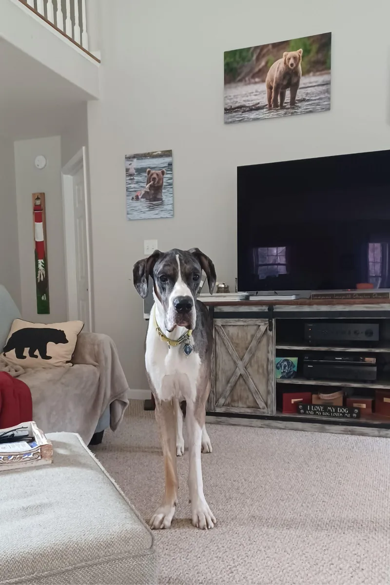 Maverick thumbnail 2