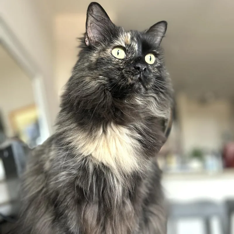 Evie in Dallastown 