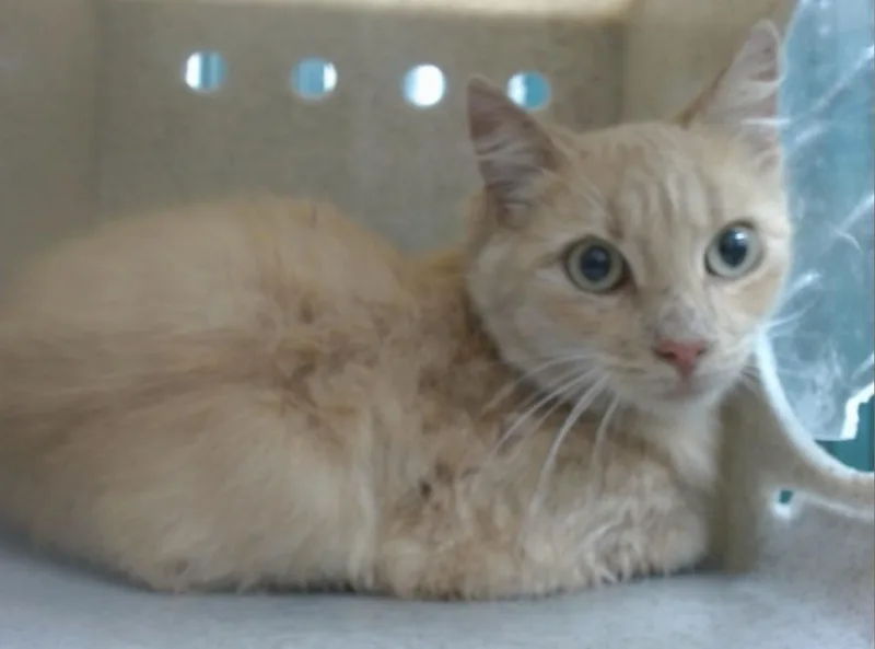 A young medium-sized female Orange & White Domestic Short Hair cat named Nena for adoption in Beverly Hills, CA