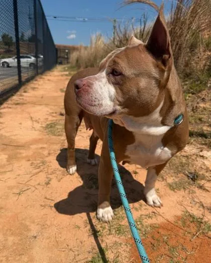 An adult large-sized female Mixed Breed dog named Ms.Daisyy for adoption in Atlanta, GA