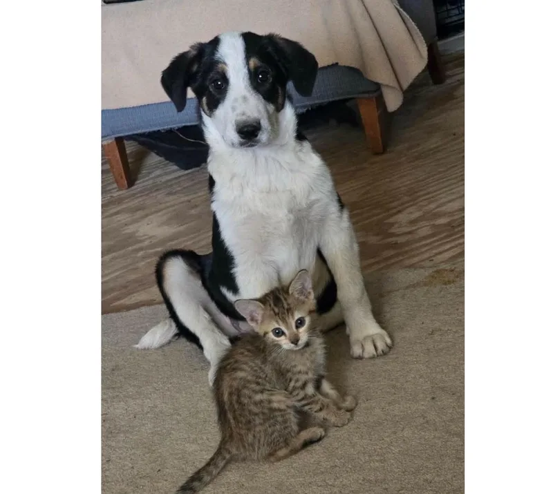 A baby medium-sized female Tricolor (Brown, Black, & White) Australian Shepherd dog named Bandit for adoption in Uxbridge, MA