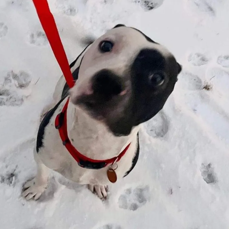 An adult medium-sized male Mixed Breed dog named Cosmo for adoption in Nampa, ID