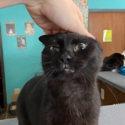 An adult small-sized female Black Domestic Short Hair cat named Auberon for adoption in Tipp City, OH