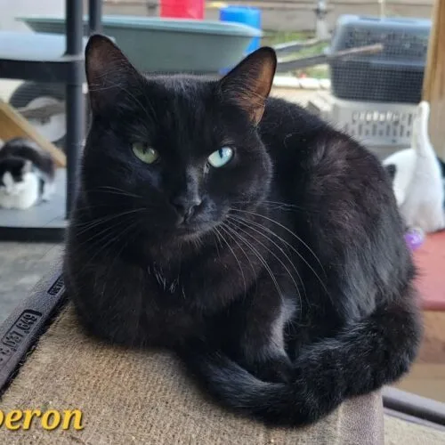Auberon thumbnail 5