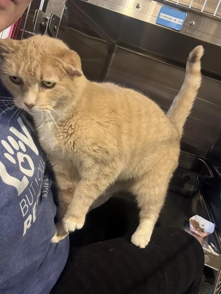 A senior large-sized female Orange & White Domestic Short Hair cat named Cougar for adoption in Bolton, CT