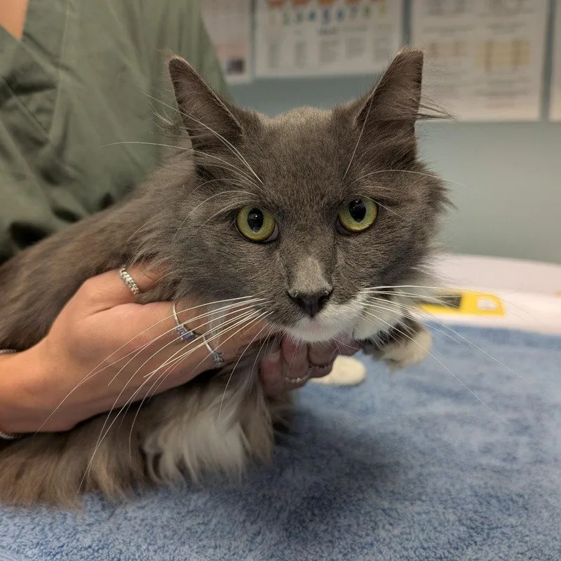 An adult medium-sized female Gray & White Domestic Long Hair cat named Grayce for adoption in New Castle, DE