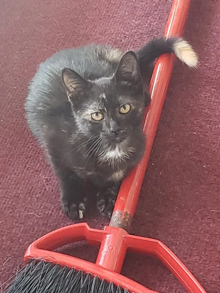 A baby small-sized female Domestic Short Hair cat named Firefly for adoption in LIberty, NY