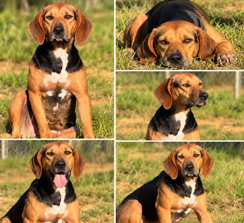 A young medium-sized female Yellow / Tan / Blond / Fawn Hound dog named Maple for adoption in Kiln, MS