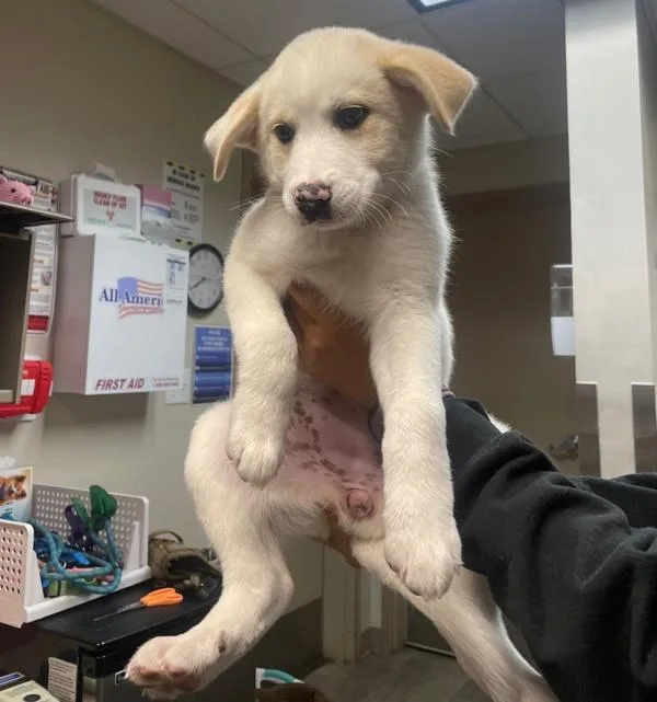 A baby medium-sized female Siberian Husky dog named Pearl for adoption in San Diego, CA
