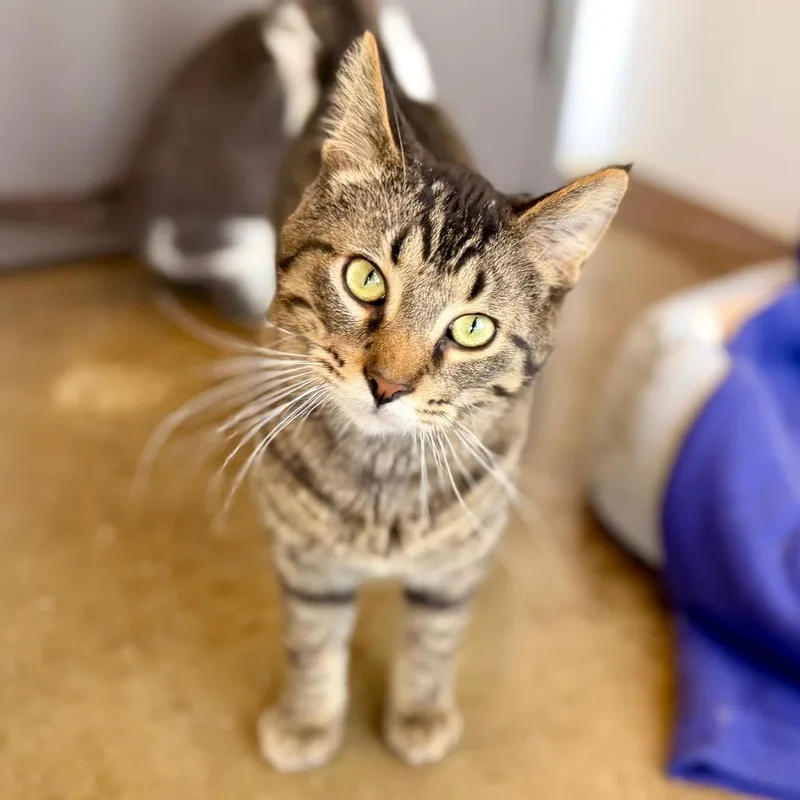 An adult medium-sized male Brown / Chocolate Domestic Short Hair cat named Harley for adoption in Green Bay, WI