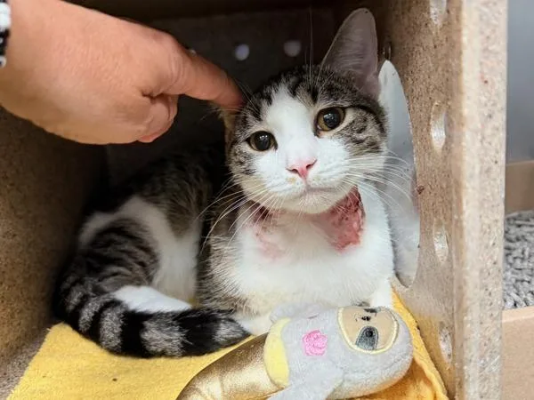 A young medium-sized male Domestic Short Hair cat named White Rhyme for adoption in New York, NY