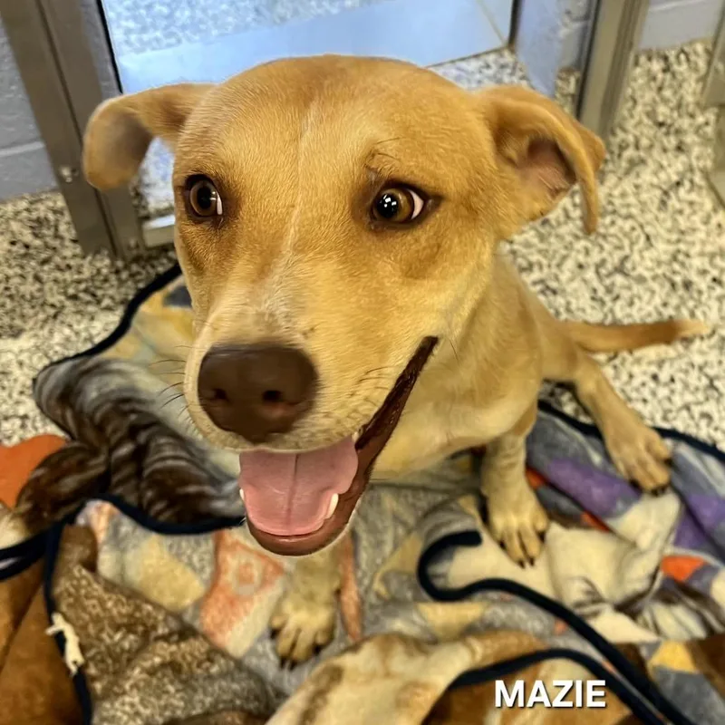 A young medium-sized female Red / Chestnut / Orange Mixed Breed dog named Mazie for adoption in Madisonville, TN
