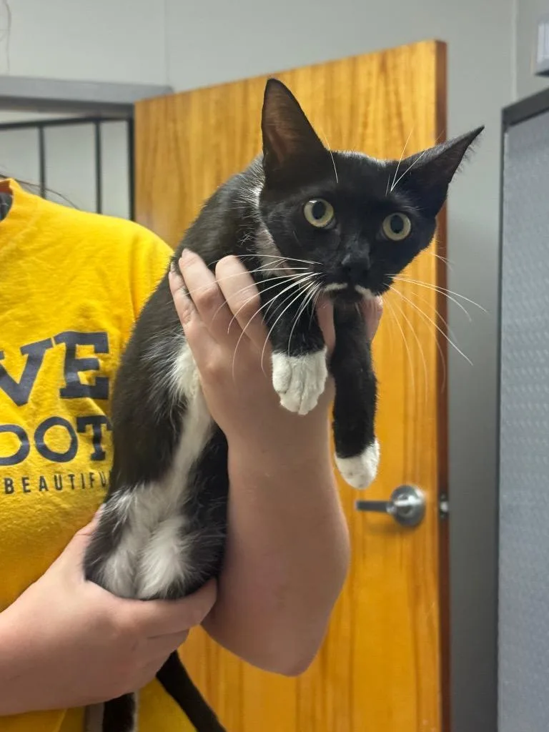 A young medium-sized female Domestic Short Hair cat named Hilda for adoption in Sorrento, LA