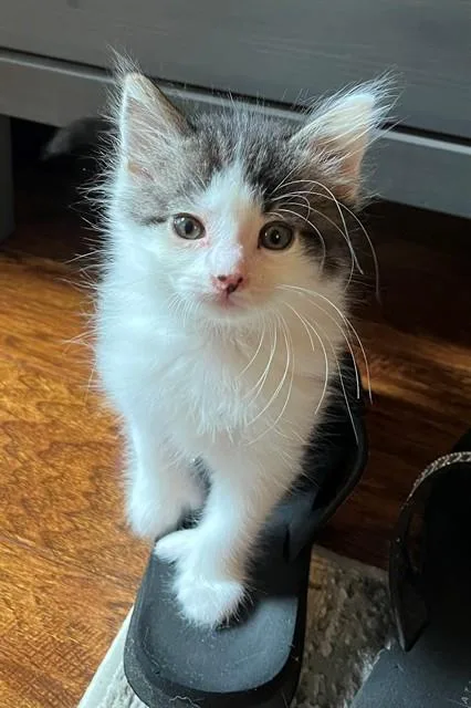 A baby small-sized female Domestic Short Hair cat named Eliza for adoption in Sacramento, CA